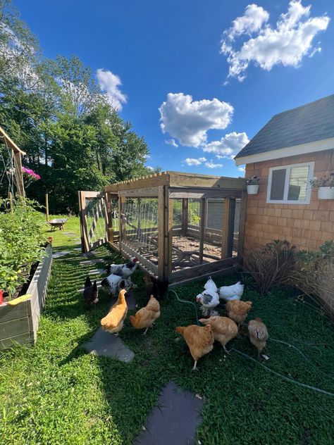 Chickens free ranging in a garden Garden With Chickens, Hawaii Garden, Dream College, Natural Playground, Backyard Chickens, Chicken Coops, Farm Gardens, Mini Garden, Chickens Backyard