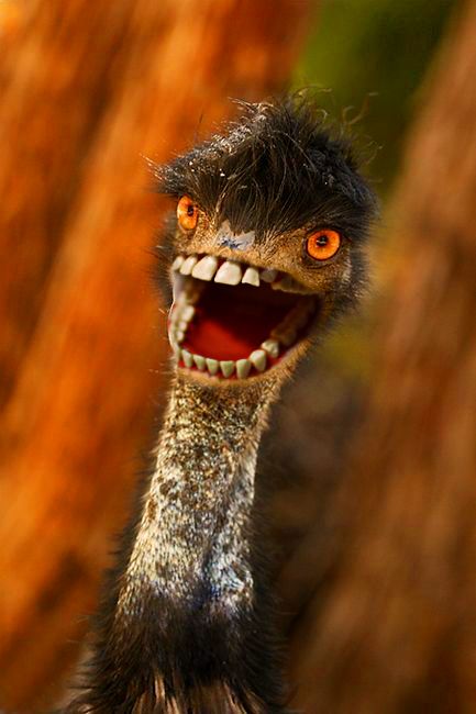 freaky emu Emu Animal, Emus Funny, Emu Bird, Hybrid Animals, Emu, Funny Animals, Minecraft, Humor, Memes