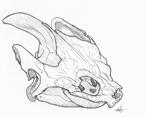 Turtle Skull Drawing, Turtle Skull Tattoo, Sea Turtle Skeleton Tattoo, Crocodile Skull Drawing, Frog Skull Drawing, Alligator Skull Drawing, Skull Tattoo, Humanoid Sketch, Tattoos