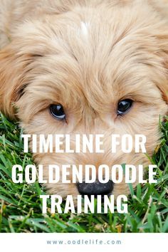 When to start training a Goldendoodle - from puppy right through to adult. Goldendoodle Training Puppies, F1b Goldendoodle Mini, Goldendoodle Puppy Training, Grooming A Goldendoodle, Golden Doodle Training Tips, Aussie Goldendoodle, Training Goldendoodle Puppy, How To Groom A Goldendoodle, Mini Groodle