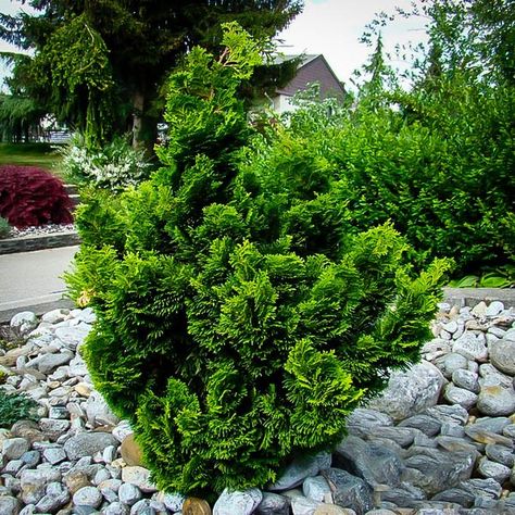 dwarf hinoki cypress Parterre Garden, Hinoki Cypress, Cheap Pergola, Sycamore Tree, Backyard Designs, Front Landscaping, Covered Pergola, Cypress Trees, Pergola Patio