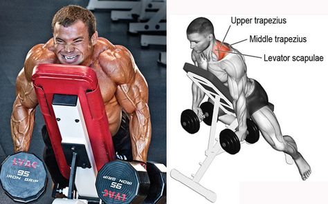 16 Best Trapezius Workouts Best Traps Workout, Trap Exercises, Trapezius Workout, Traps Workout, Dumbbell Shoulder, Face Pulls, Rotator Cuff, Better Posture, Weight Control