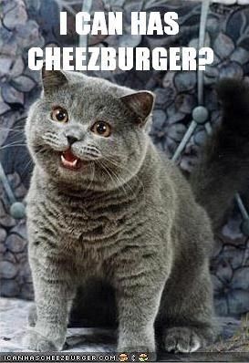 I Can Has Cheezburger - Original Meme Funny Koala, Gatos Cool, Cheezburger Cat, Grey Cat, Funny Cat Memes, Funny Cat Pictures, Grumpy Cat, Happy Cat, Meme Funny