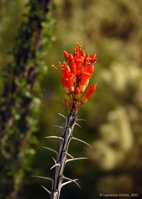 Ocotillo Cactus Drawing, Ocotillo Illustration, Ocotillo Tattoo, Desert Foliage, Ocotillo Cactus, Ocotillo Plant, Desert Mural, Arizona Animals, Wickenburg Arizona