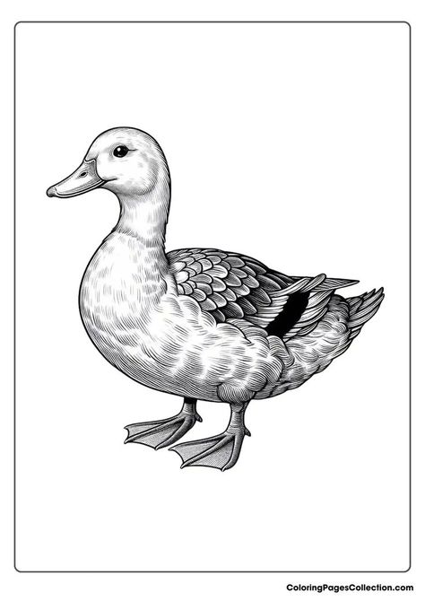 Duck Coloring Pages Duck Ink Drawing, Duck Illustration Design, Duck Coloring Pages, Cute Ducks, Duck Illustration, Duck Pictures, Duck Drawing, Pencil Drawings Of Animals, Wood Ducks