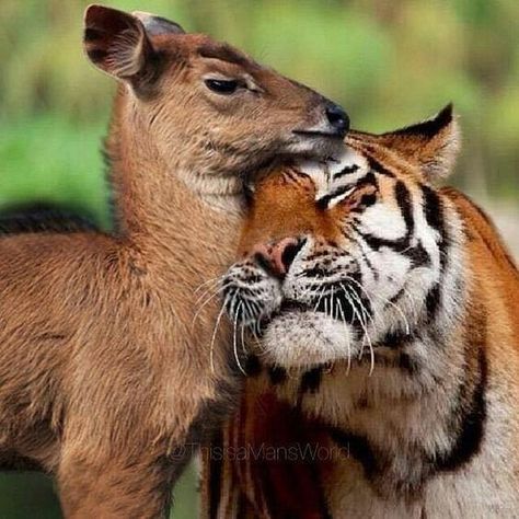 Tiger and deer Unlikely Animal Friends, Regnul Animal, Unlikely Friends, Söt Katt, Animals Friendship, Unusual Animals, Weird Animals, Cute Kittens, Sweet Animals