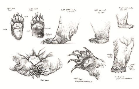 Bear Anatomy - Paws Terryl Whitlatch, Paw Drawing, Bear Sketch, Brother Bear, Basketball Net, Bear Drawing, Animal Study, Anatomy Drawing, Bear Paws