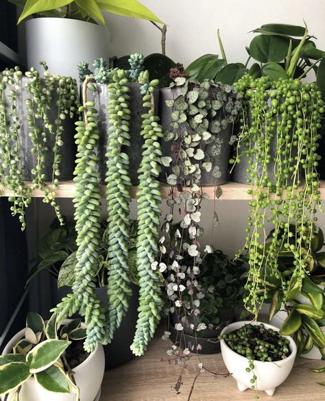 #succulents #homedecor #guide #succulentlove #gardening #onlineshopping #buynow #gardendesign #gardeningtips #shop Plant Inspiration, نباتات منزلية, Succulent Garden Diy, Hanging Succulents, Hanging Plants Indoor, Plant Wishlist, Plant Room, Inside Plants, Succulent Gardening