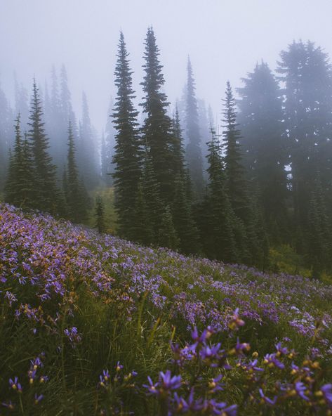 paige🏔 on Twitter: "The Evergreen State ✨💙… " Mountain Aesthetic, Home Greenhouse, Evergreen State, Smash The Patriarchy, Mountain Top, Nature Aesthetic, Aesthetic Videos, Senior Pictures, Pretty Pictures