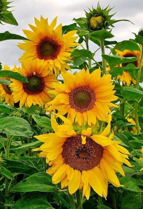 Pictures Of Sunflowers, Growing Sunflowers, Sunflower Photography, Sunflowers And Daisies, Sunflower Pictures, Sunflower Garden, Sunflower Wallpaper, Sunflower Art, Sunflower Painting