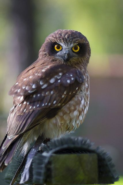 Boobook Owl (Morepork) | by Nick Didlick Spotted Owl, Norfolk Island, Blue Butterfly Wallpaper, Brown Owl, Nz Art, Owl Photos, Maori Art, Beautiful Owl, Exotic Birds