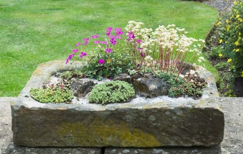 How To Make An Alpine Garden In 8 Steps | Horticulture.co.uk Belfast Sink Garden, Rockery Garden, Alpine Landscape, Alpine Garden, Belfast Sink, Garden Diary, Herbaceous Border, Alpine Plants, Tea Break