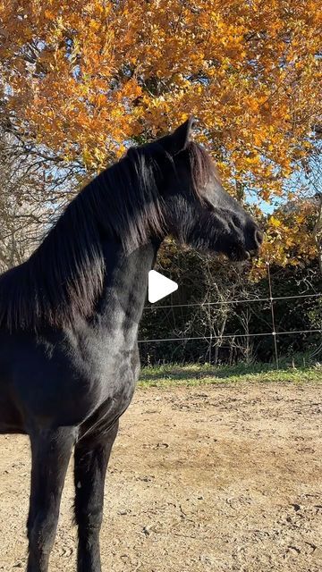 December 19, Horses, On Instagram, Instagram