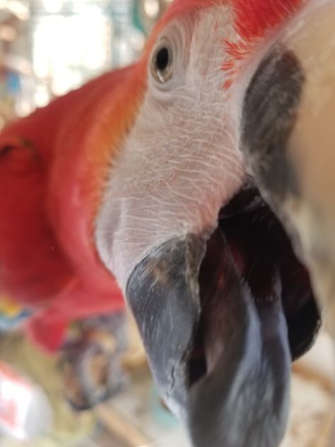 Ginger a rather large scarlet macaw Scarlet Macaw Aesthetic, Parrot Aesthetic, Paul Lee, Scarlet Macaw, Ppg And Rrb, Reference Pics, Like Animals, Stardew Valley, Birdy