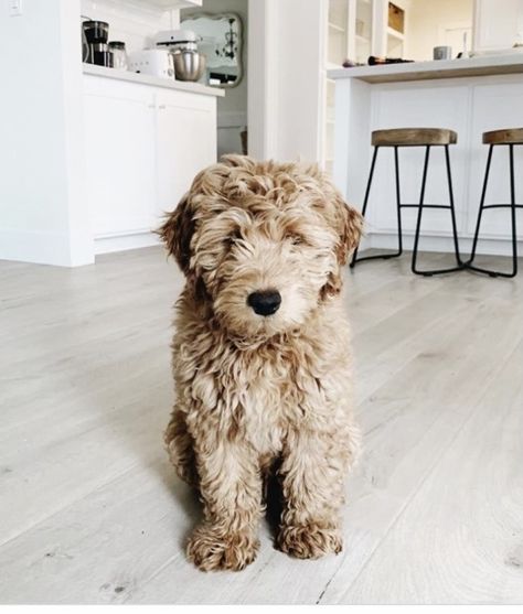 Teacup Labradoodle, Labradoodle Full Grown, Miniature Goldendoodle, Meet Again, Good Boy, Labradoodle, Goldendoodle, The Future, Teddy Bear