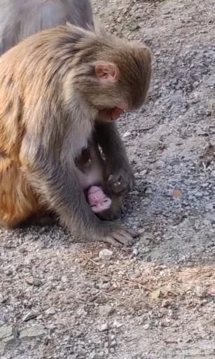 Funny Monkeys, Monkey Videos, A Mother's Love, Baby Animals Pictures, Monkeys Funny, Rare Animals, Cute Monkey