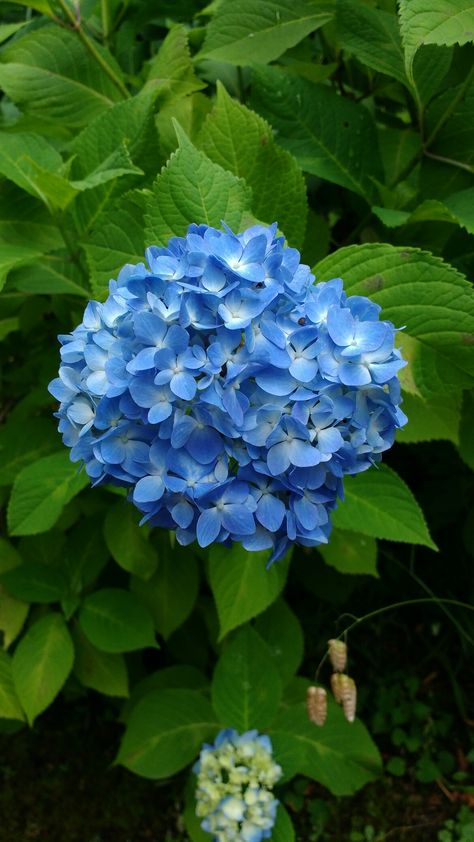 Hydrangea Pictures Photography, Hydrangea Planting, Hydrangea Photography, Hydrangea Photo, Hydrangea Picture, Tattoo Plant, Hydrangea Blue, Blue Hydrangea Flowers, Blue Flower Wallpaper