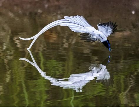 Chinese Paradise-flycatcher /Terpsiphone incei in dongzhai, henan photo by 仇绍强 Jolyne Aesthetic, Animals Interacting, Friar Lawrence, Bird Drawing, Interesting Animals, Pretty Animals, Animal Painting, Silly Animals, Pretty Birds