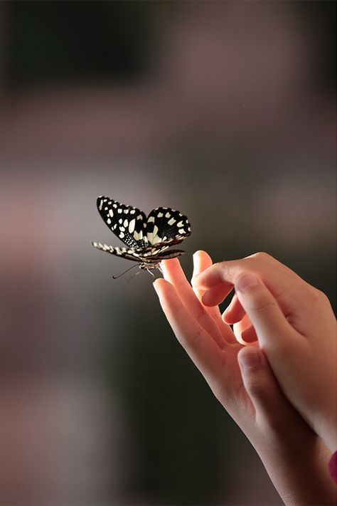 Hand Photography, Butterfly Pictures, Butterfly Kisses, Girly Pictures, Butterfly Wallpaper, Butterfly Garden, Simple Pleasures, A Butterfly, Nature Wallpaper