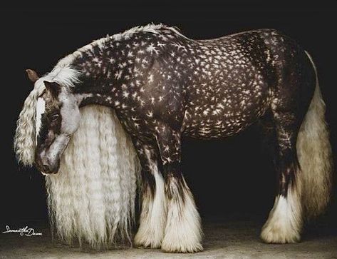 Beautiful chocolate silver dapple Gypsy Vanner horse. Cai Arabi, Dapple Grey Horses, Horse Spirit, Regnul Animal, Rare Horses, Big Horses, Most Beautiful Horses, Grey Horse, Majestic Horse