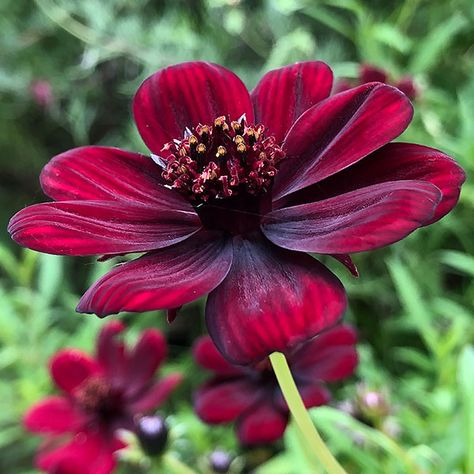 Cosmos atrosanguineus - Chocolate Cosmos - Nurseries Online Chocolate Cosmos Flower, Easy Care Garden, Chocolate Cosmos, Chocolate Flowers, Clay Soil, Flower Names, Flowers Red, Rare Flowers, Yard Work