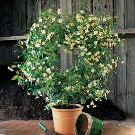 Asian Jasmine ‘Mandanianum’ (Trachelospermum asiaticum) Jasmine Wall, Jasmine Plant Indoor, Asian Jasmine, Yellow Jasmine, Moonflower Vine, Rustic Outdoor Lighting, Best Plants For Shade, Front Porch Plants, Windowsill Plants