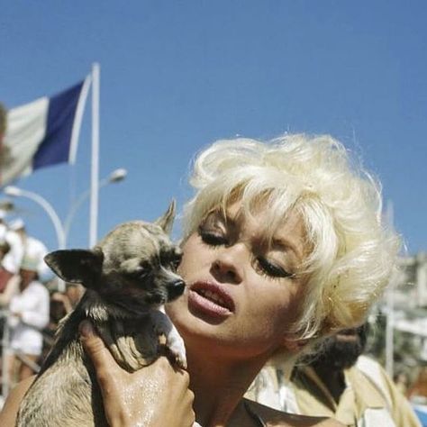 Vintage Icons on Instagram: "Jayne Mansfield and her chihuahuas   #jaynemansfield #jayne #mansfield #janemansfield #jane #iconic #1960s #legend #classic #beauty #goldenage #oldhollywood #style #oldhollywoodglam #vintage #oldhollywoodglamour #mariskahargitay #blondebombshell #marilynmonroe #vintageic0ns_  #mariskahagitay #60s #blonde #mickeyhargitay #sexsymbol #sexystyle #janemansfield" Jane Mansfield, Jayne Mansfield, Old Hollywood Glam, Vintage Icons, Mariska Hargitay, Miss America, Blonde Bombshell, Old Hollywood Glamour, Blue Hydrangea