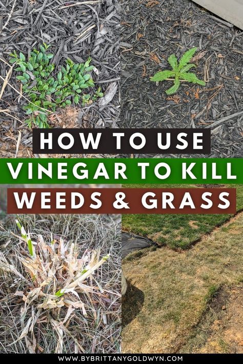 Vinegar To Kill Weeds, Vinegar For Weeds, Kill Weeds With Vinegar, Backyard Raised Garden, Kill Weeds Naturally, Killing Weeds, Kill Weeds, Grass Weeds, Garden Weeds