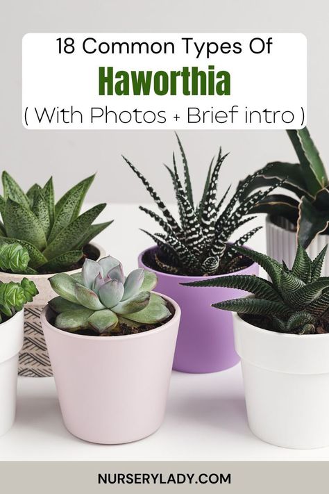 "Discover 18 common types of Haworthia with photos and a brief intro to each! From the striking Haworthia fasciata (Zebra Plant) to the translucent Haworthia cooperi, explore the unique varieties of this low-maintenance succulent. Perfect for adding charm to your indoor plant collection, Haworthia comes in different shapes, sizes, and colors. Whether you're a beginner or an expert, these stunning succulents are easy to care for and bring life to any space. Haworthia Cooperi, Zebra Plant, Low Maintenance Plants, Growing Indoors, Plant Collection, Indoor Plant, Low Maintenance, Indoor Plants, Succulent