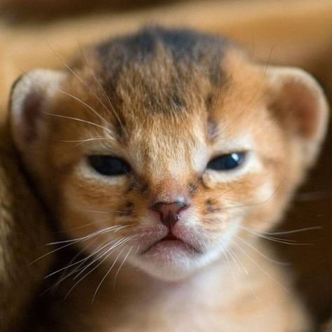 this is my serious face Söt Katt, Baby Lion, Cute Kittens, Cute Creatures, Sweet Animals, Animal Photo, 귀여운 동물, Animals Friends, Beautiful Creatures