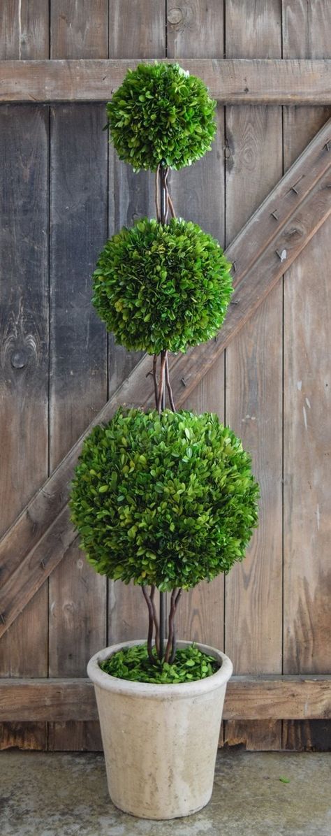 Mills Floral Preserved Boxwood 59-inch Triple Ball Topiary Topiary Boxwood, Topiary Decor, Preserved Boxwood Topiary, Ball Topiary, Boxwood Balls, Preserved Boxwood, Topiary Plants, Hydrangea Care, Boxwood Topiary