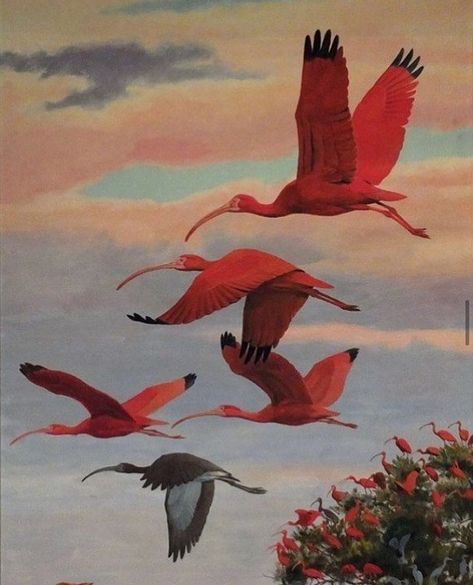 Craig Kosak, Wood Sculpting, Art Mini Toile, Scarlet Ibis, John James Audubon, Daily Painting, Art Et Illustration, Arte Animal, Beginner Painting