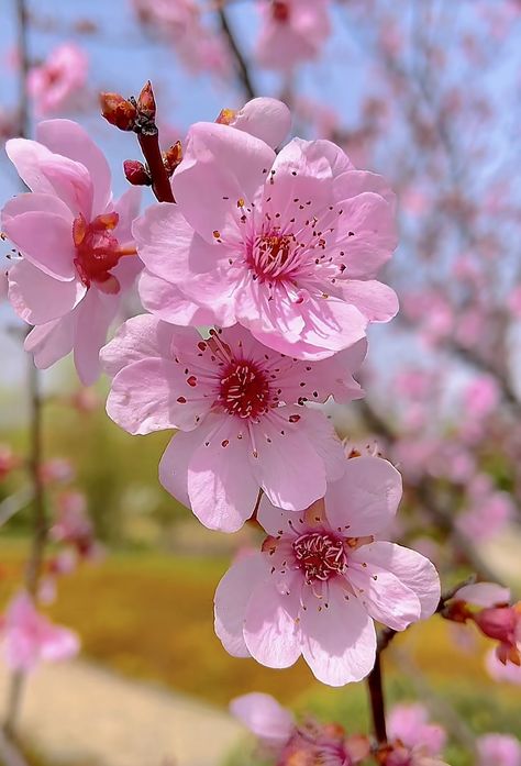 Aesthetic Sakura Flowers, Japan Flowers, Cherry Blossom Pictures, Peach Blossom Flower, Sakura Blossoms, Japan Cherry Blossom, Nature Photography Flowers, Cherry Blossom Flower, Pink Flowers Wallpaper