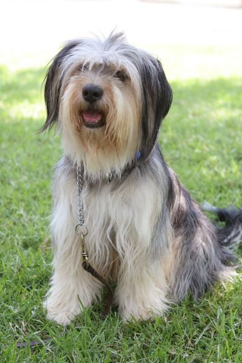 Paul Anka the dog (Gilmore Girls) is so adorable! I love how quirky yet smart he is. Paul Anka Dog, Tibetan Dog, Polish Lowland Sheepdog, Paul Anka, Gilmore Girls Fan, Puppy Cut, Tibetan Terrier, Bearded Collie, Gilmore Girl