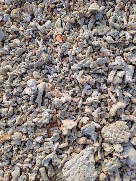 Dead coral strewn on the beach royalty free stock image Bleached Coral, Coral Bleaching, Stone Photography, Sea Coral, Coral Stone, Graveyard, Art Class, Geometric Shapes, Stock Images Free