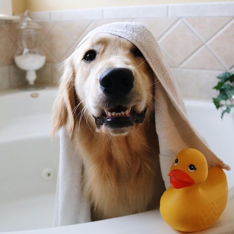 Oliver … Dog Pool Ideas, Puppy Photo Shoot, Dog Photoshoot Ideas, Puppy Photoshoot, Dog Photo Ideas, Dog Photo Shoot, Life Is Golden, Puppy Photography, Dog Calendar