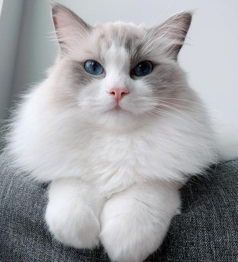 11 Cute Pictures of Ragdoll Cats Cat Breeds Ragdoll, Ragdoll Cat Breed, Ragdoll Kittens, Ragdoll Cats, Ragdoll Kitten, Gorgeous Cats, Fluffy Cat, Ragdoll Cat, Cat Aesthetic