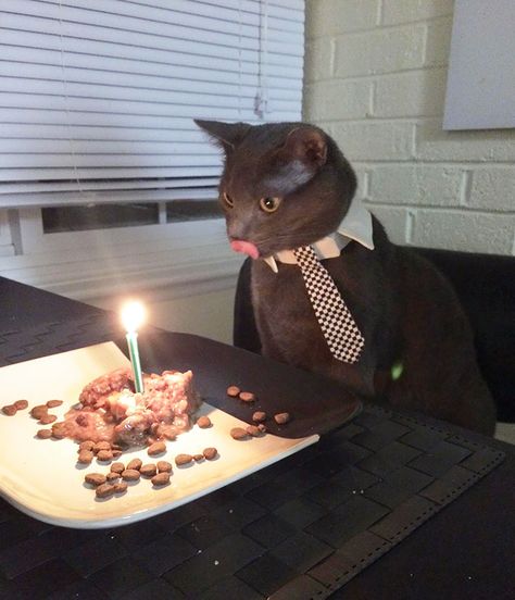 My Cat Nimbus, Celebrating His Birthday Like A Gentleman Cat Dressed Up, Pink Birthday Cakes, Hilarious Photos, Image Chat, Kitten Pictures, Cat Dresses, Kittens Funny, Cat Party, Cat Birthday