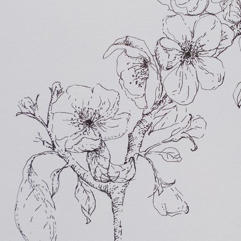 botanical illustration / detail of apple blossom branch Apple Blossom Drawing, Apple Blossom Branch, Apple Blossom Tattoos, Blossom Drawing, Contemporary Botanical Art, Apple Blossom Flower, Apple Flowers, Flower Sketch, Blossom Branch