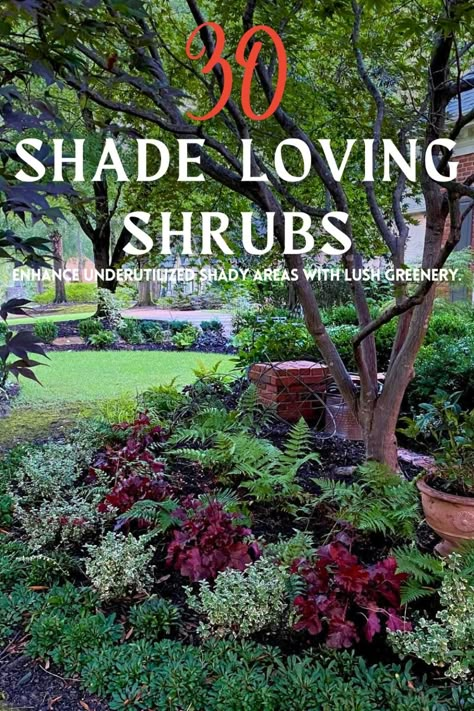 Turn your garden’s dark corners into lush, vibrant spaces with these shade-loving shrubs. From colorful blooms to striking foliage, these 30 shrubs will enhance any shaded area. Click now to find the perfect plants for your garden! Shrubs For Shaded Areas Landscaping, Garden Ideas Shaded Area, Shrubs For Backyard Landscaping, Shade Plants Under Trees Landscaping Ideas, Landscape For Shaded Areas, Shady Corner Landscaping Ideas, Shade Shrubs Perennial, Shaded Yard Landscaping, Plants Side Of House