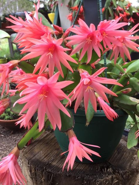 Easter Cactus Care, Easter Cactus Vs Christmas Cactus, Cactus With Pink Flower, Easter Cactus, Parodia Cactus, Trichocereus Grandiflorus, Cactus Planta, Potato Onion, Desert Plants