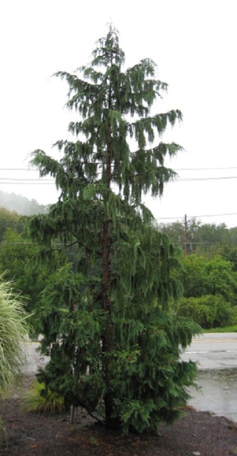 Chamaecyparis nootkatensis - Hickory Hollow Nursery and Garden Center Weeping Alaskan Cedar, Blue Spruce Tree, Colorado Blue Spruce, Spruce Trees, Plant Catalogs, Planting Shrubs, Spruce Tree, Zone 5, Blue Spruce