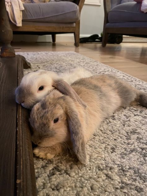 Holland lop bunnies white and brown Holland Lop Bunnies Aesthetic, Holland Lop Bunnies Care, Holland Lop Bunny, Lop Bunnies, Funny Bunny Videos, Holland Lop Bunnies, Lop Bunny, Bunny Care, Cute Bunny Pictures