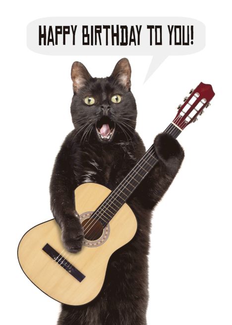 Happy Birthday Funny Cat Singing and Playing Guitar Humor card Guitar Birthday Card, Guitar Humor, Singing And Playing Guitar, Happy Birthday Guitar, Singing Birthday Cards, Happy Birthday Funny Cats, Cat Singing, Singing Telegram, Boyfriend Card