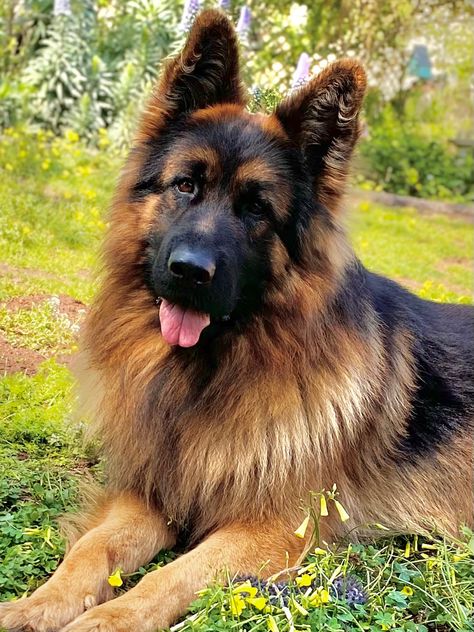 German Shepherd White, Blue German Shepherd, Long Haired German Shepherd, Sable German Shepherd, German Sheperd Dogs, German Shepherd Rescue, All Types Of Dogs, White German Shepherd, German Shepherd Mix