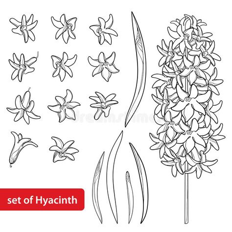 Vector set with outline Hyacinth flower bunch, bud. And ornate leaves in black isolated on white background. Fragrant bulbous plant in contour style for spring royalty free illustration Hycanith Flower Drawing, Hyacinths Tattoo, Hycanith Flower Tattoo, Hyacinthus Tattoo, Hyacinth Flower Drawing Simple, How To Draw Hyacinth Flower, Hyacinth Tattoo Simple, Hyacinth Drawing Simple, Hyacinth Flower Tattoo