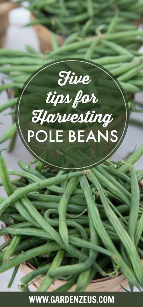 Pole Beans Growing, Pole Bean Recipes, Kentucky Wonder Pole Beans Recipe, Pole Beans Recipe, Bean Trellis, Snap Beans, Seed Starter Kit, String Beans, Essential Woodworking Tools