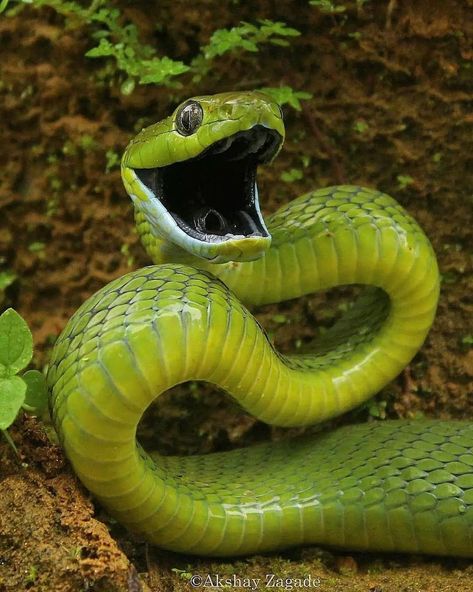 SAFARI on Instagram: “Green cat snake! Please follow @congemasafaris for more • • Photographer : @snakeyprince • • Follow @safarigallery for more and tag…” Spiders And Snakes, Picture Wall Bedroom, Cool Insects, Bbc Earth, Daisy Wallpaper, Green Cat, Snake Venom, Beautiful Snakes, Dangerous Animals