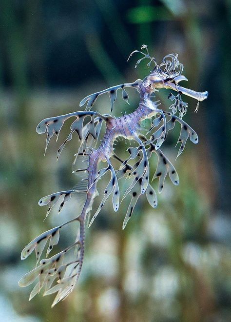 float on Leafy Sea Dragon, Fauna Marina, Deep Sea Creatures, Beautiful Sea Creatures, Sea Dragon, Underwater Creatures, Underwater Life, Aquatic Animals, Sea Horse