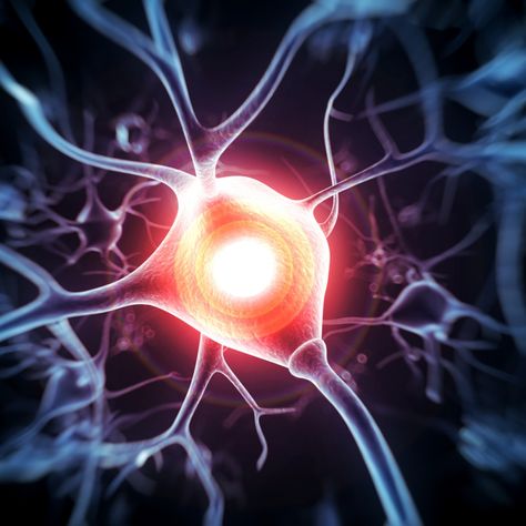 In ALS and Neurodegenerative Diseases, Synapses Ability to Cleanse Is Key Study of mechanism in repair of damaged synapses may lead to new therapies</span> Motor Neuron, Vagus Nerve, Nerve Cell, Nerve Damage, Net Carbs, Human Brain, Nerve Pain, Chronic Fatigue, Clinical Trials